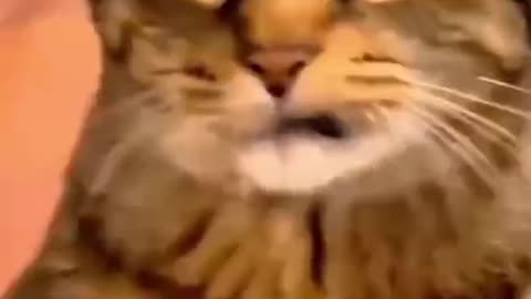 🐾🤣 “Laugh Out Loud: Babies & Cats Being Hilarious!”