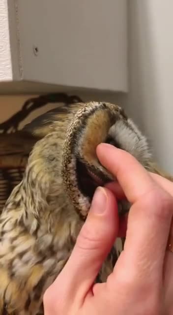 What an owl’s ear looks like