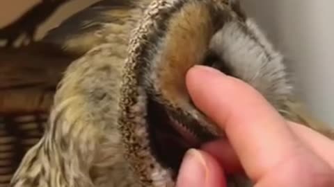 What an owl’s ear looks like