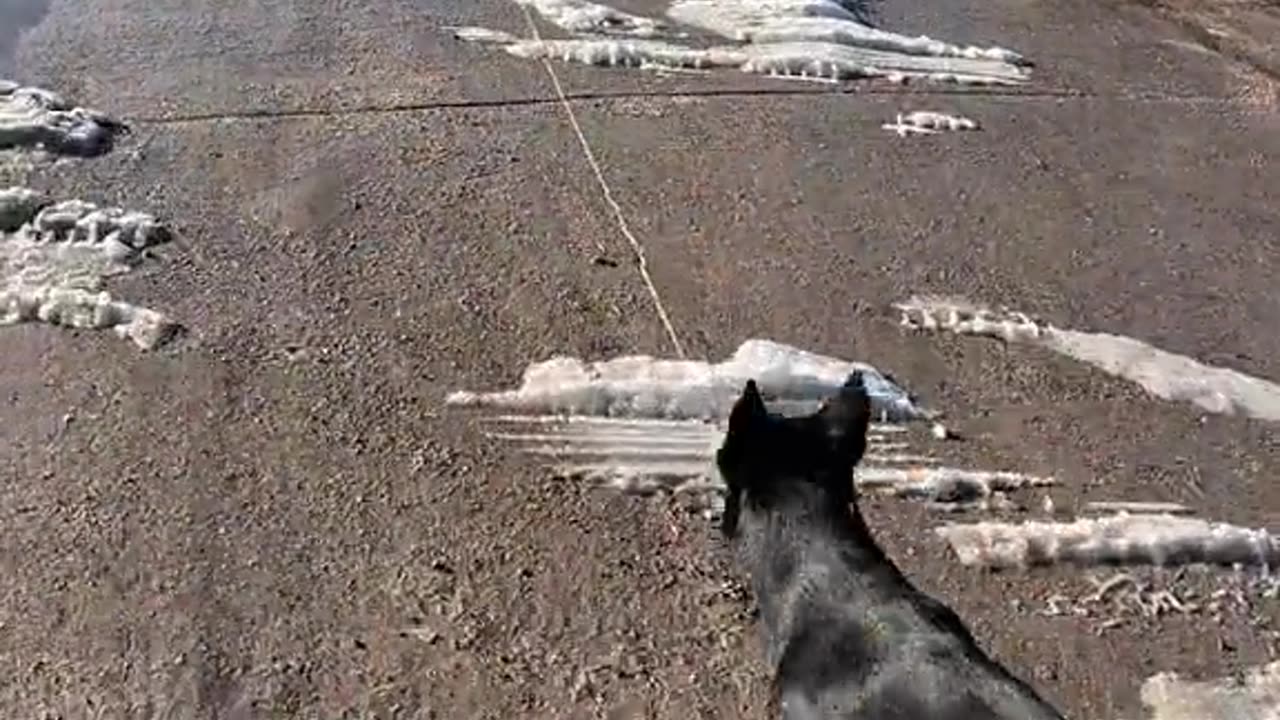 🐾❄️🐕🌞