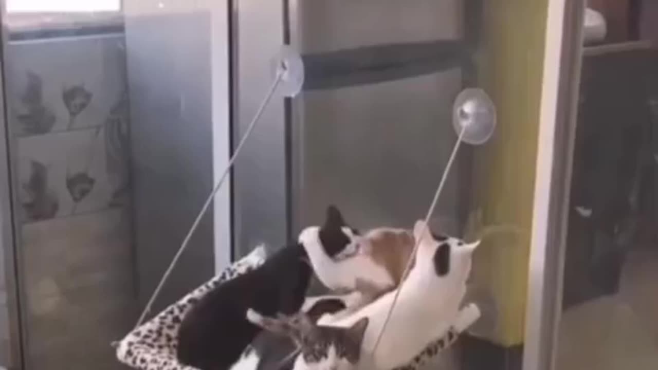 🤣🚗 Wait For It... This Car's Reaction is Priceless! | FunFM