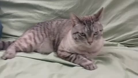 Pure Relaxation: Adorably Chilled Cat Laying Back in Bliss