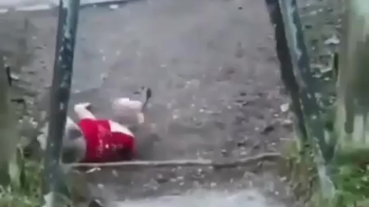 very funny animals