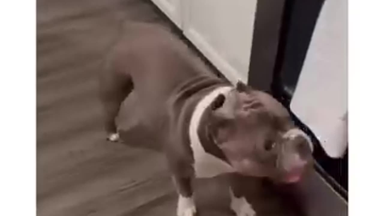 Cute dogs