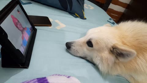 My cute dog watches the famous show on tablet😉🔥
