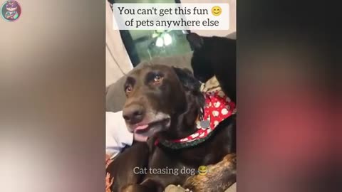 Funny cats and dogs 2025