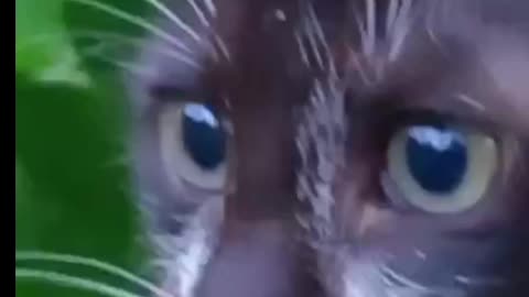 The Hypnotic Stare