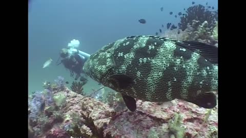 Groupers and Big Fish - Reef Life of the Andaman