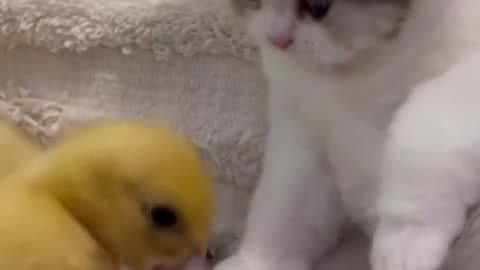 Funny cats