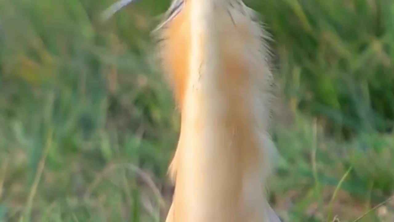 Crane's Feathers Dance to the Wind!