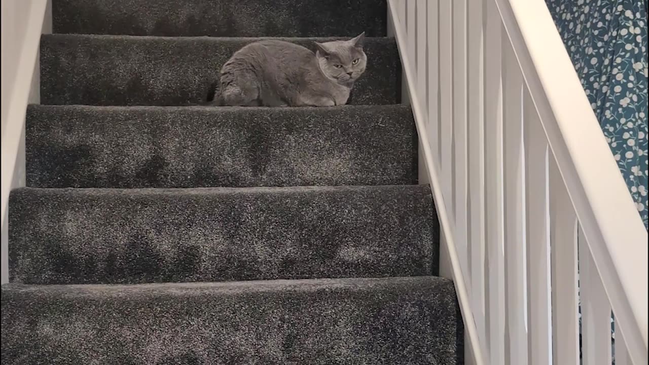 Vocal Golden Haunts The Staircase