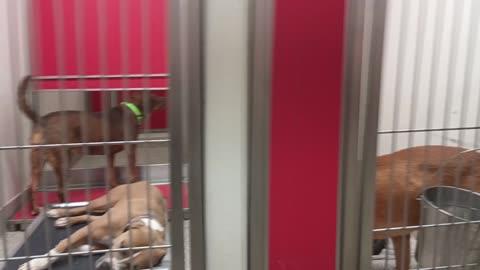 Rocky Marie-by gate 3y A796972 Donzo 2y A865456 kennel 144 PACC shelter filming's rare20250618_444