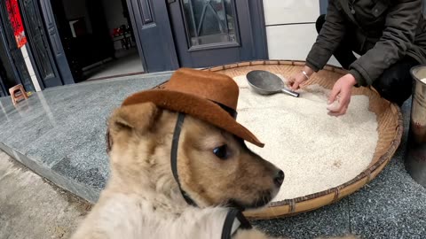 A dog wearing a hat