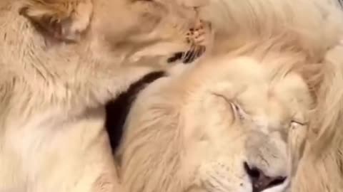 Lions