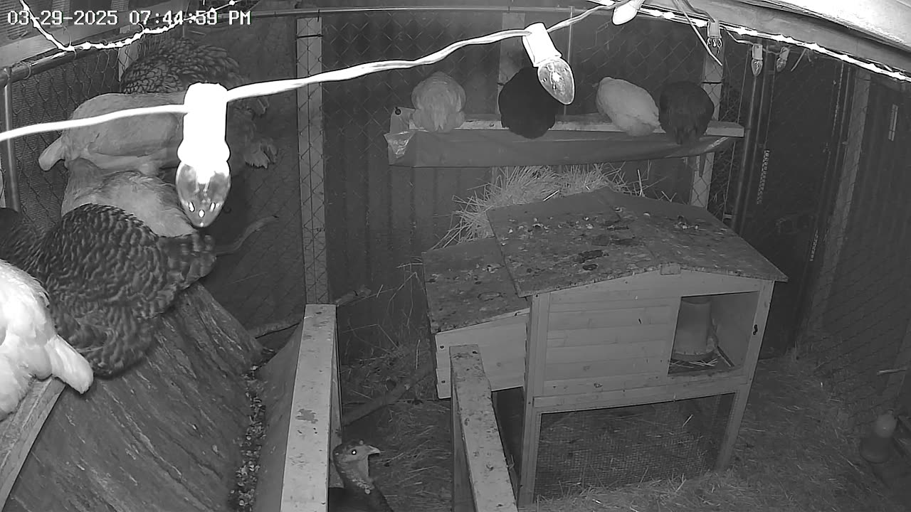 Saturday Night Perch Up Cam1