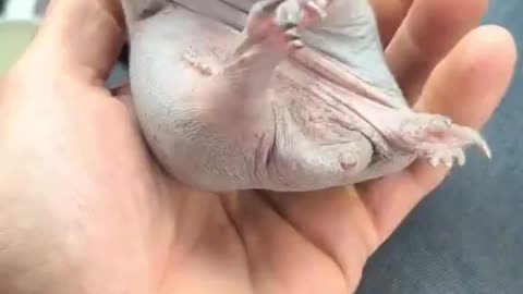 Baby Echidna