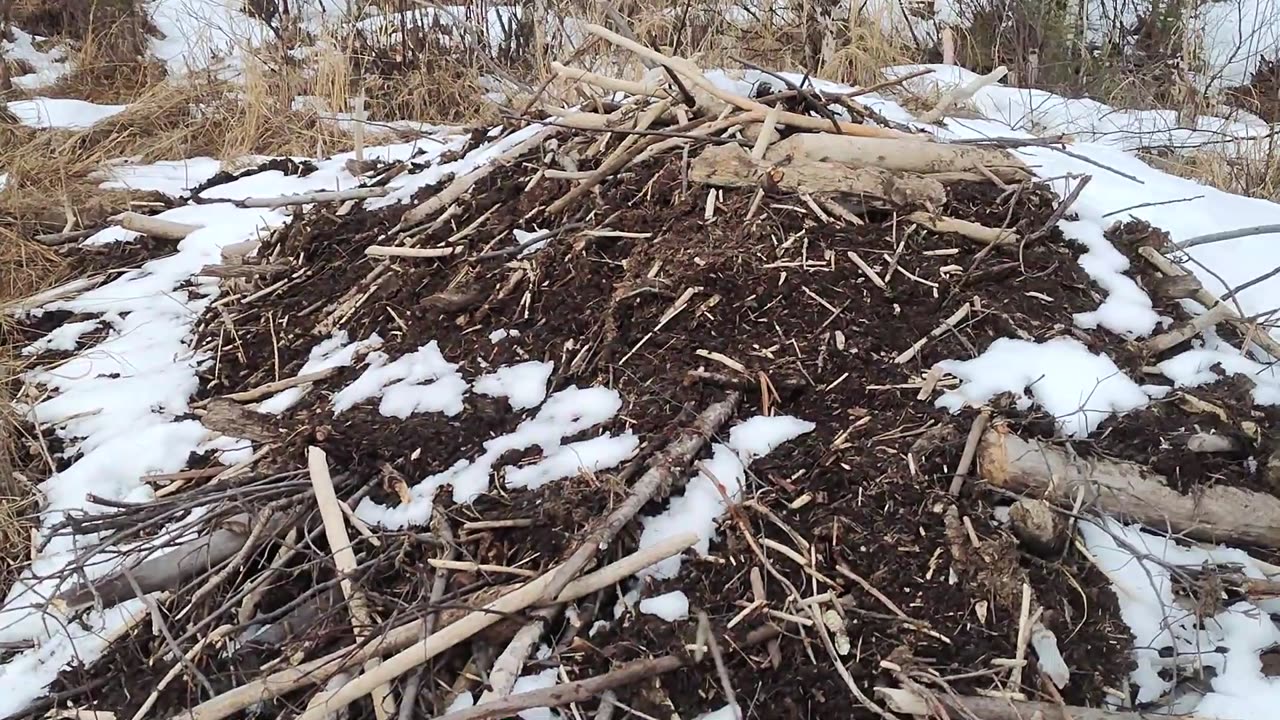 March 20, 2025 - Beavers on the North Trapline