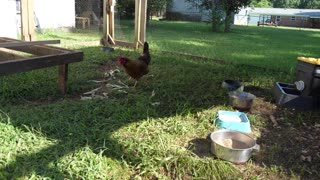 Walmart's Marketside 100% Angus Beef Burgers taste test...by chickens.