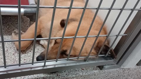 Mousse 2y A869969 kennel 162 PACC shelter love that he let me get close to & caress him20250723455