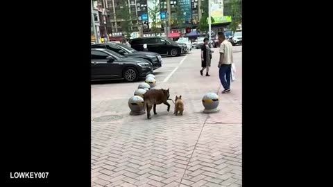 Police Dogs Gone Wild 😆 When Duty Turns into Comedy – Funniest K9 Moments 2025