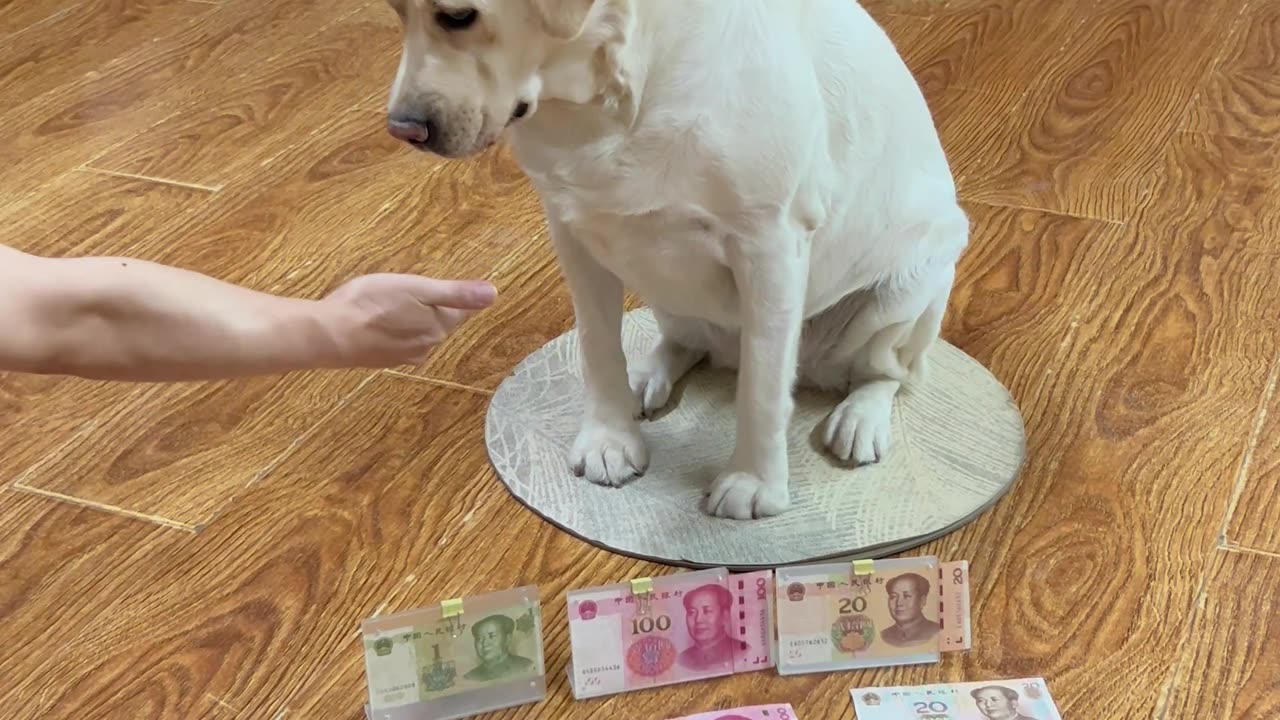 财迷汪认钱，小菜一碟 Money-grubbing dogs recognize money, no problem