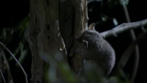 Madagascar 3- Krajina tepla a prachu