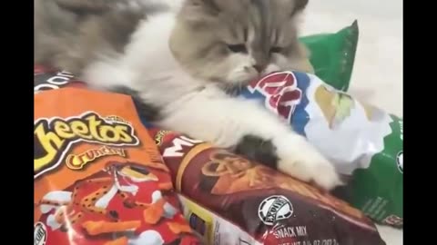 Furry Fiascos: The Funniest Cat Compilation Ever!