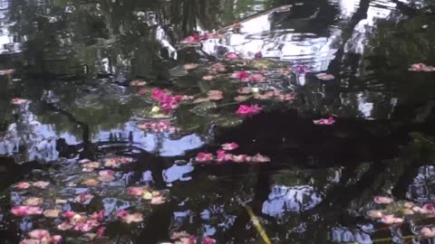 So beautiful, The lotus in the pond is now in full bloom.