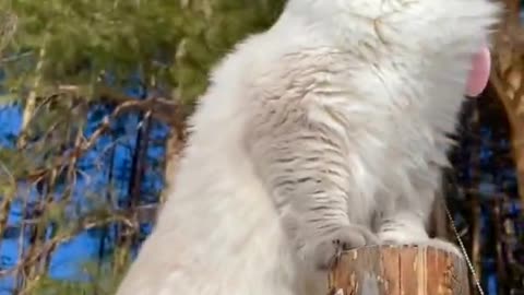 Funny Cat VAT Edition – Hilarious Cat Moments Compilation!