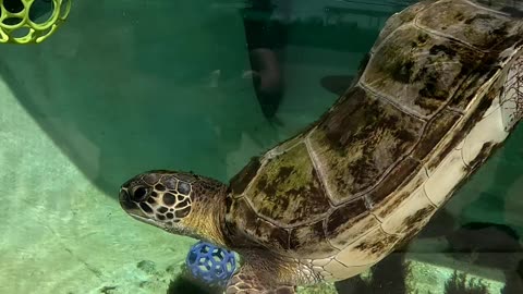 Sea Turtle at The Living Coast Zoo in San Diego