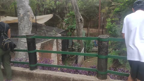 Parque Zoológico del Centenario- Mérida - Yucatán - 4K