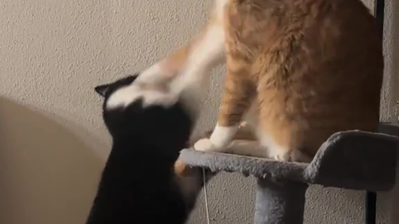 They are fighting each other