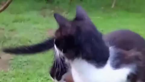 Pussy Cat wants to rest but so many disturbings