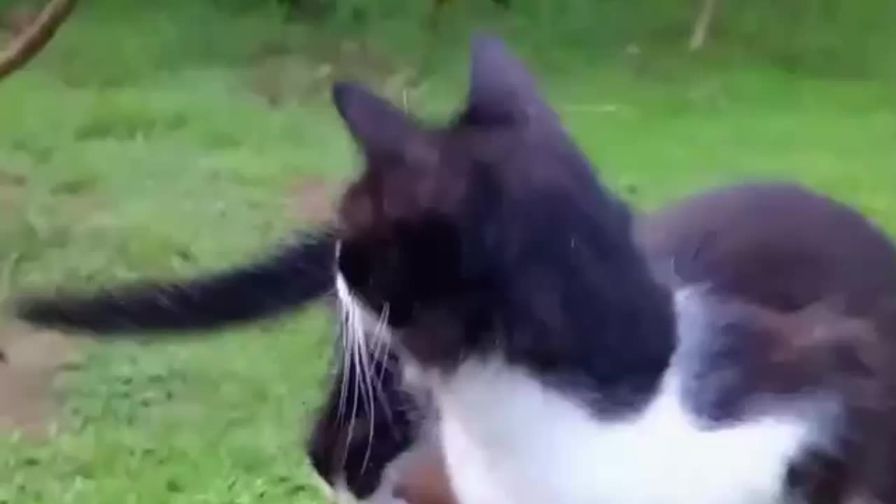 Pussy Cat wants to rest but so many disturbings