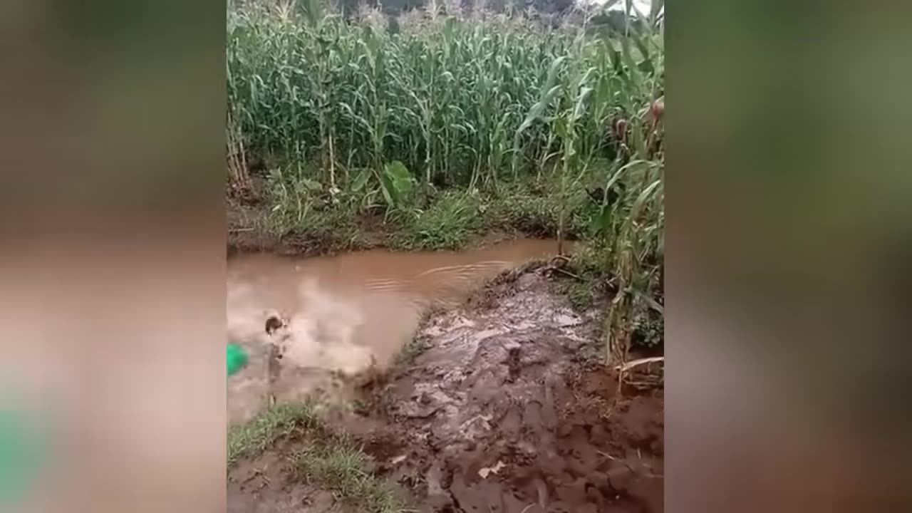 🎉 "You’ll Laugh Before It Even Starts! 😂🔥 #TooFunny"