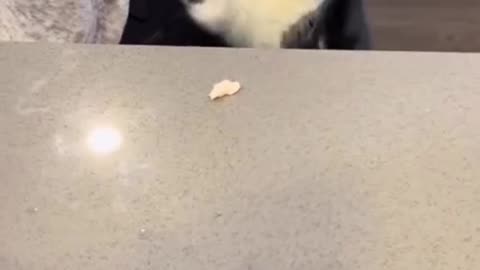 cats being weirdo's