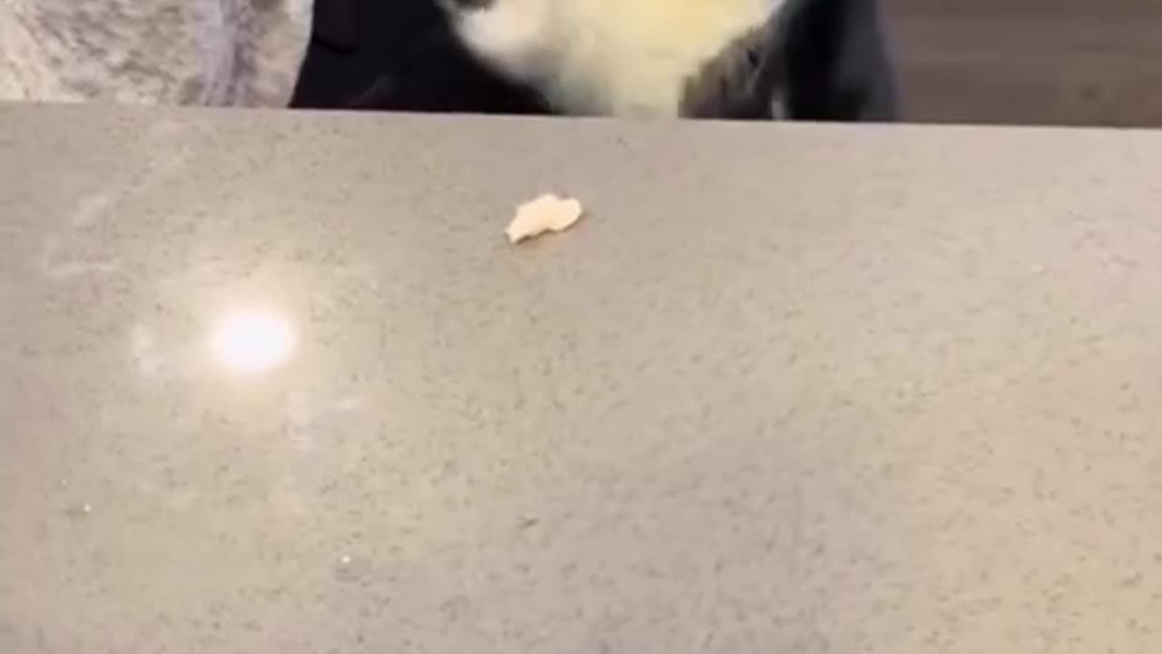 cats being weirdo's