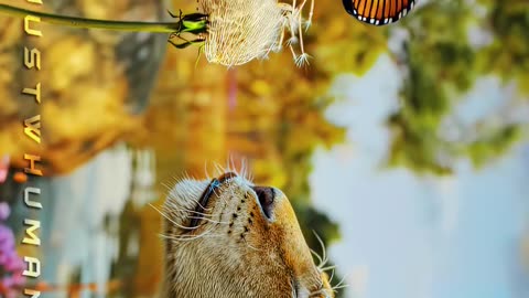Natural view of animals 😉