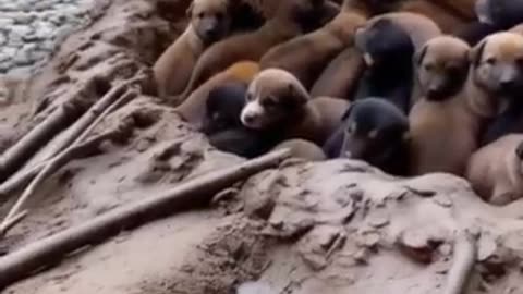 The puppy lives and waits for its master ai cat funny dog lovecat catlike comedy [get-save.com]