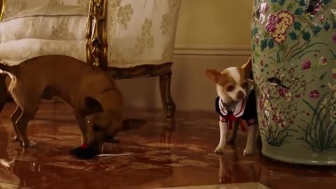 Dogs