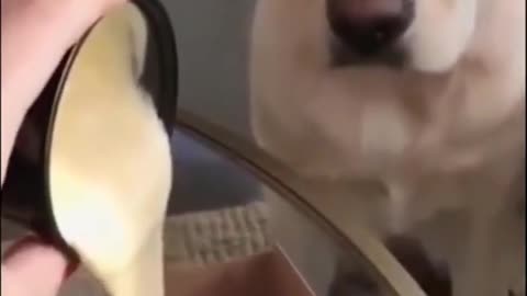 Funny an Cute Dog Videos 2021
