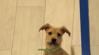 😂👋 You Won't Believe Who's Saying 'Oh, Hi'! | FunFM