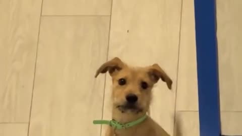 😂👋 You Won't Believe Who's Saying 'Oh, Hi'! | FunFM
			
