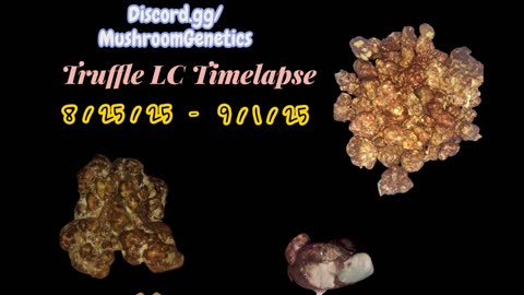 Tampanensis Culture Timelapse – Last-Minute Capture