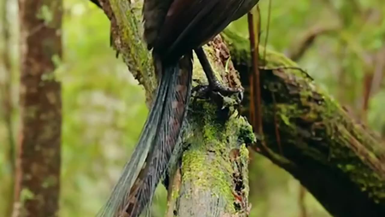 Avian mating rituals are so fascinating👏👍