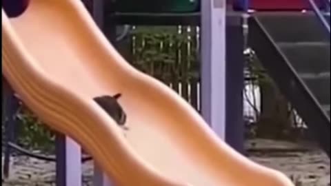 Cats Vs. Cucumbers: The Ultimate Prank Gone Wrong!
