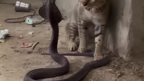 Kitty cat vs cobra