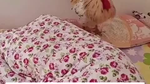 😂⏰ Who Needs an Alarm Clock When You Have THIS? | FunFM