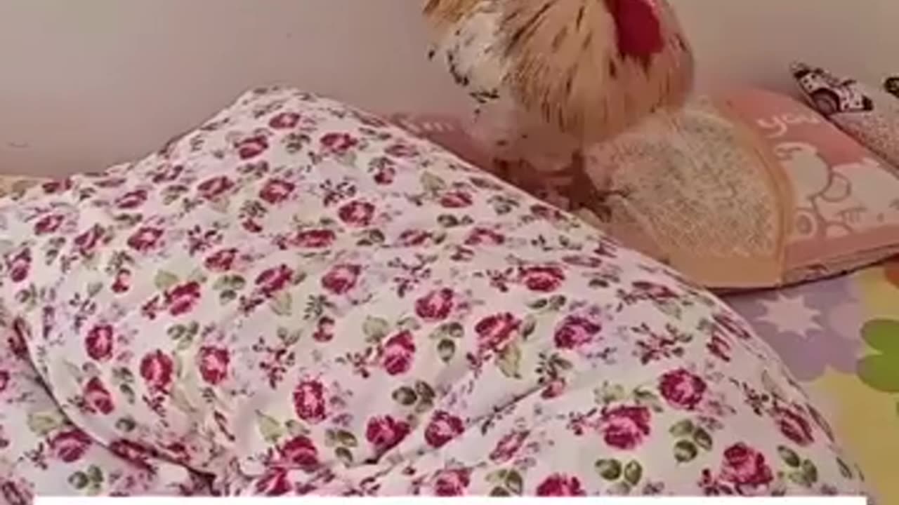 😂⏰ Who Needs an Alarm Clock When You Have THIS? | FunFM