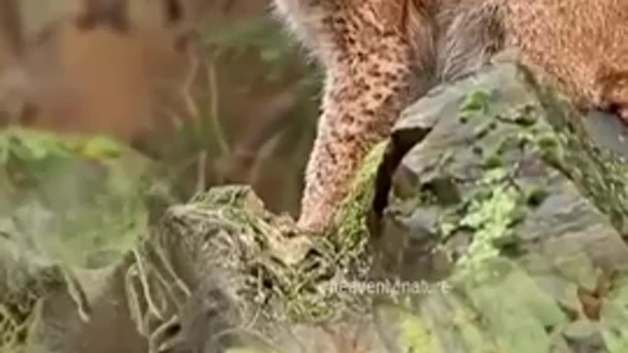 A Lynx is Mesmerized by a Hummingbird